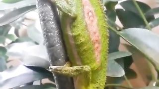 This is how a chameleon gives birth