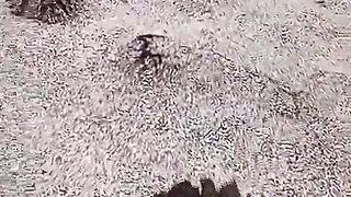 The stone sprouted from the ground? ????