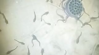 Setelah diobati, pisahkan ikan dikolam karantina, jaga kualitas airnya
