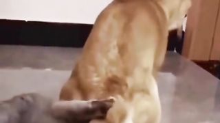 Funcats