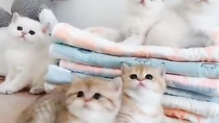 Funcats