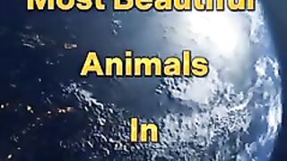 Top 10 Most Beautiful Animals In The World #shorts #viral #ytshorts #animals #beautiful  70K  Dislike  597  Share