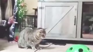 Funcats