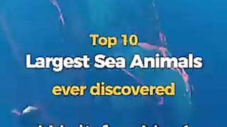 Top 10 largest sea animals in the world