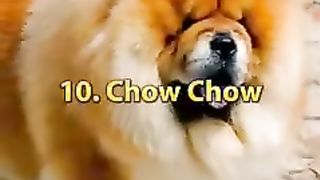 Top 10 most dangerous dog in the world shorts | #shorts #dog #top10 #dangerous