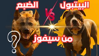 من سيفوز في المواجهة بين كلب البيتبول الشرس وحيوان الضبع المتوحش