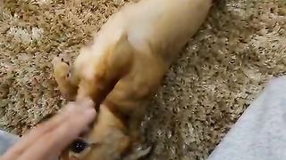 Chiwawa dog Fun: Playtime Adventures with Me!