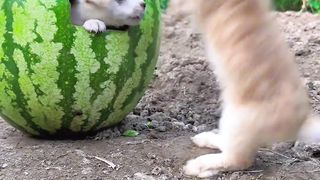 hungry cuties