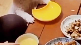 Funny animals