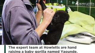 Baby Gorilla Being Hand Raised _ Howletts Wild Animal Park