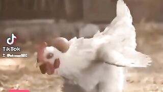 Funny bird