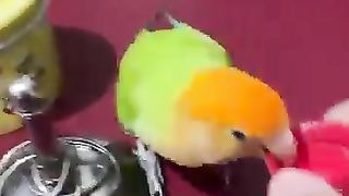Smart_parrots_have_the_courage_to_act_cute_