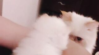 Meet My Feline Family: ALONDA & Flora!