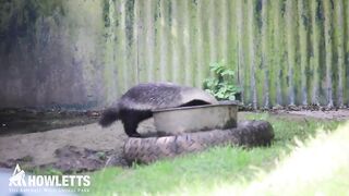 Tembe the Honey Badger playing _ Howletts Park