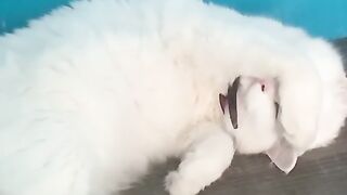 the cat is tired