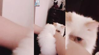 Meet the Most Stunning Feline & Her Kitten, Flora!