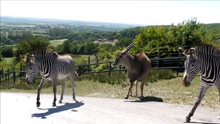 On Safari at Port Lympne Wild Animal Park.