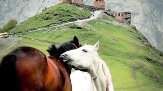 The horses are magnificent