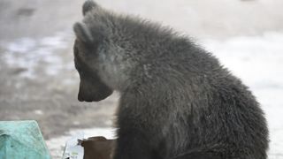 Meet Our Baby Bear, Boki - Best Surprise Ever! ????