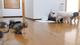 beautiful cat