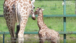 Our new giraffe calf has been out exploring!