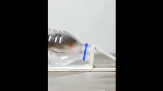 2 AMAZING ANIMAL VEDIO AND FUN