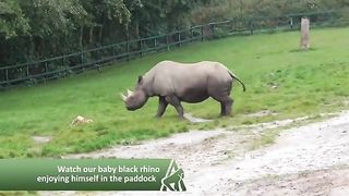 Watch our baby black rhino having fun in the paddock