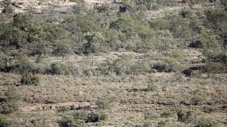 Nairo the rewilded cheetah chasing a springbok