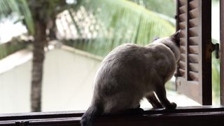 #Joyful Companions# A Journey with Home Pets"