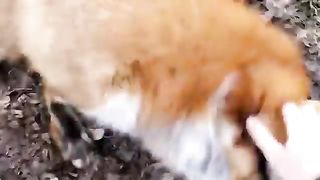 Just two ticklish foxes