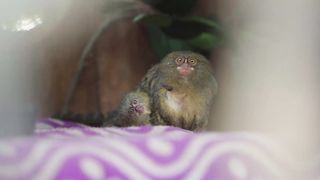 ????????Worlds Smallest Monkeys have the tiniest twin babies????????