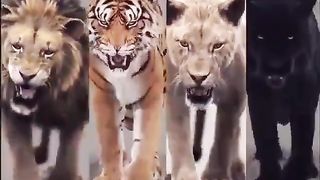 Big cats..  Which one is your favorite?