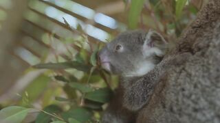 Koala joeys first days out of pouch