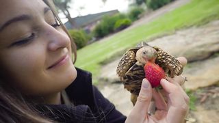 Indian Star Tortoise loves eating Strawberries