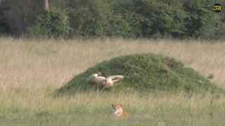 Lazy lion lets gravity do the work for her.