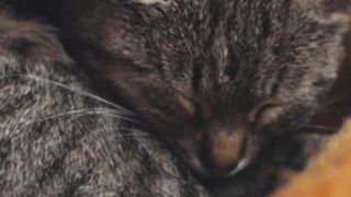 Cat Dreams