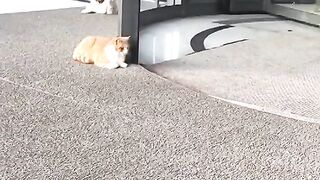 Punch Cat