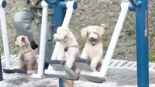 Man and his dogs living their best life..????????????