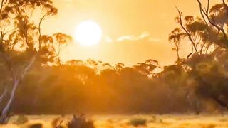 10 animals that only found in Australia #animallover