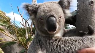 Koalas in 360 VR VIDEO
