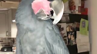 Rarest Cockatoo in the wild #rarest #parrot #jungle #wildlife #trending