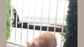 CrAzy cat1