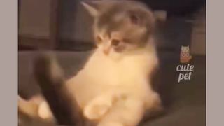 Crazy cat2