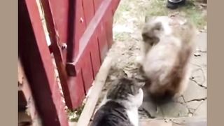 Crazy cat 3