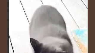 Cat can talk!!