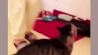 Cat become crazy