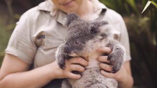 Cuddling Koala Joeys