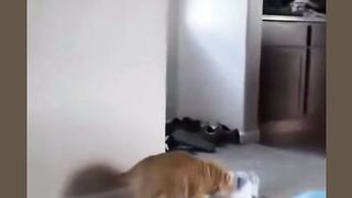 When cat’s fighting