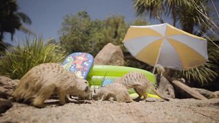 Meerkat Beach Party