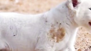 Beautiful cubs of lion must watch